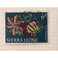Sierra Leone 1963 Flowers 6d Climbing Lily Used...