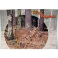 West Virginia Deer Fawns Postcard