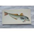 1978 Craven Black Cat Sport Fish card No. 34 Tu...