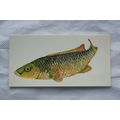 1978 Craven Black Cat Sport Fish card No. 33 Ba...