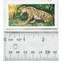1958 Swettenham tea card Wild Animals No. 15 Th...