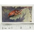 Vintage: Dutch card Jac. P. Thijsse, Lente No. ...