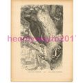 Great Black Woodpecker, Victorian Natural Histo...