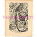 Long Tailed Trogon or Quesal, Victorian Natural...