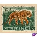 India 1963 - SG 475 - Tiger 50np - used