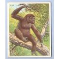 Tobacco Card ~ Company: American Tobacco Compan...
