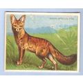Tobacco Card ~ Company: American Tobacco Compan...