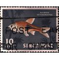 SINGAPORE, FISH, Rasbora Heteromorpha, grey 196...