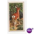 1958 Brooke Bond (Great Britain) Ltd.Tea card B...