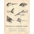 young rubicam inc 1947 naturalists amazed media...