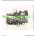 COTTON FIELD, ALABAMA, USA, BOOK ILLUSTRATION (...