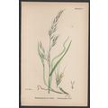 TALL BROME-GRASS, VAR. B 1872 John Edward Sower...