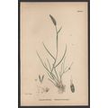 TUBEROUS FOX-TAIL-GRASS 1872 John Edward Sowerb...