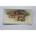 1925 John Player & Sons Dogs No. 44 Irish Terriers