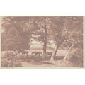 New Forest Ponies New Forest Hampshire Postcard...