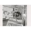 Cat On 1960s Newspaper Vendor Picture Post Stan...
