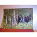 WATERFALL & WOODLAND SCENE , SWEDEN unused post...