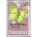 TANZANIA, BUTTERFLY, Common Green Charaxes, Off...