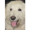 Scottish Terrier Postcard unused VGC