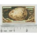 1923 Ogdens Bird's Eggs cut-out No. 15 Common Gull