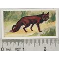 Neilson's Interesting Animals card No. 37 Red Fox
