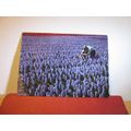 FIELD OF HYACINTH, NETHERLANDS unused postcard ...