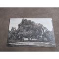 Early Postcard - Walnut Tree @ Chepstow Castle ...