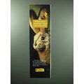 1995 Steiff Stuffed Animal Rabbit Ad - A Hare More