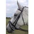 BN Superior Padded Aldsworth English Bridle Bla...