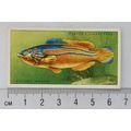 1935 Players Sea Fishes No. 29 Cuckoo Wrasse