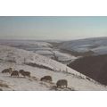 Malsmead From County Gate in Winter Somerset Ex...