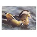 MANDARIN DRAKE DUCK. unused vintage postcard. b...