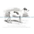 D026878 Mr. E. M. Southwells Fox Terrier. Sand ...