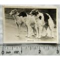 1939 Senior Service Dogs No. 32 Borzois