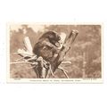 F.W.BOND PUBLISHED POSTCARD OF A HIMALAYAN BEAR...