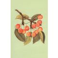 Bunch Of 1950s Cherry Cherries Fruit Childrens ...