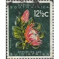 SOUTH AFRICA, FLOWER, Protea cynaroides, green ...