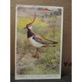 LAPWING by Winifred Austen used postcard by Val...