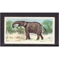 Brook Bond Prehistoric Animals Deinotherium No ...