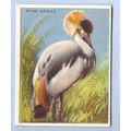 Tobacco Card ~ Company: American Tobacco Compan...