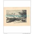 CROCODILES ON THE RIVER BANK, AFRICA, Book Illu...