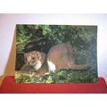 WEASEL. COLLECTACARD postcard by J.Arthur Dixon...