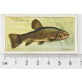 1933 Players Fresh-water Fishes, pink back No. ...