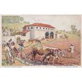 Cattle Farming at Roman Forum Italian Latin Sch...