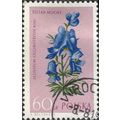 POLAND, FLOWER, Aconitum callibotryon, violet 1...