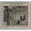 (8108) 1st Canadian Contingent Bear Mascots WW1...