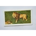 1958 Horniman's Tea card Wild animals No. 32 Lion