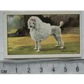 1936 Gallaher Dogs 1st Series No. 2 The French ...