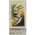 1925 Carreras Orchids No. 16 Vanda Coeruica
