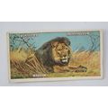 1924 Players Natural History card No. 27 Lion